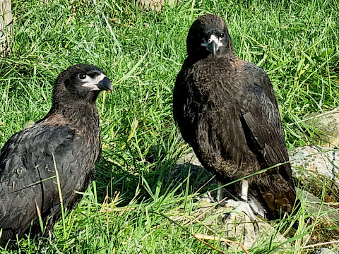 Tierpark Westküstenpark am 25.07.2022: Für Greifvogelfans!