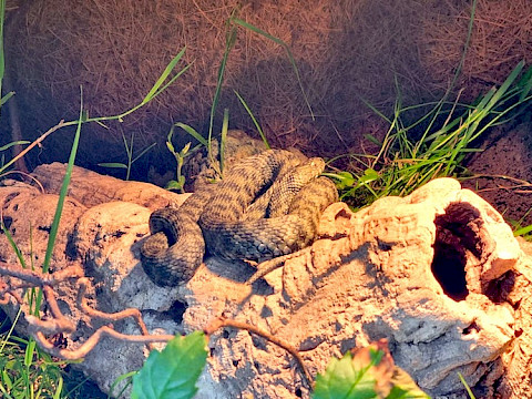 Tierpark Westküstenpark am 27.07.2022: Neu bei uns im Troparium – die Würfelnatter!