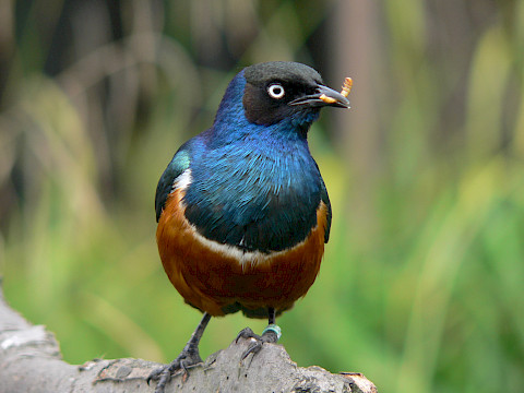 Tierpark Westküstenpark Schleswig-Holstein