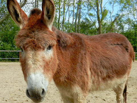 Tierpark Westküstenpark Schleswig-Holstein