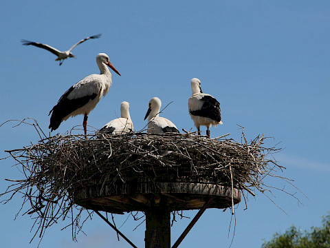 Tierpark Westküstenpark am 05.03.2023: Die Storchenzeit beginnt...