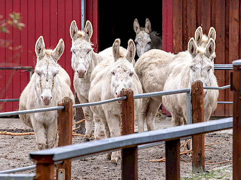 Tierpark Westküstenpark am 07.03.2023: Esel auf dem Catwalk!
