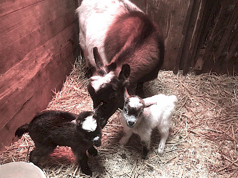 Tierpark Westküstenpark am 01.04.2023: Afrikanische Zwergziegen