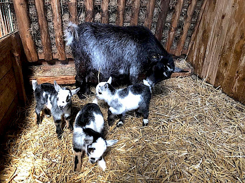 Tierpark Westküstenpark am 13.04.2023: Afrikanische Zwergziegen