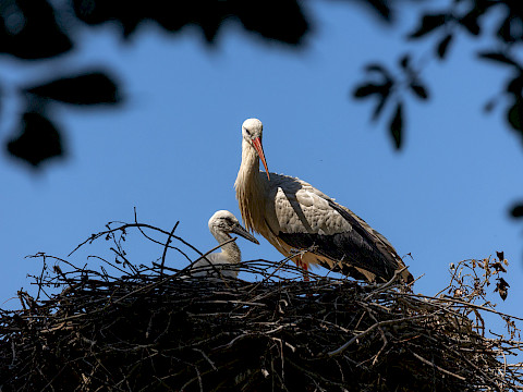 Tierpark Westküstenpark am 26.05.2023: Tag der Störche am 28.05.23