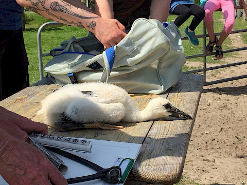 Tierpark Westküstenpark am 29.05.2023: Beringung unserer Jungstörche!