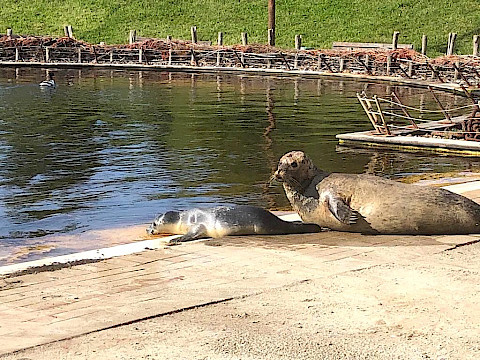 Tierpark Westküstenpark Schleswig-Holstein