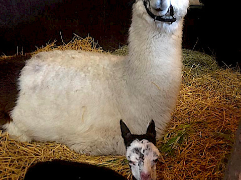 Tierpark Westküstenpark Schleswig-Holstein