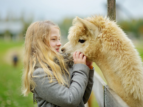 Tierpark Westküstenpark am 15.08.2023: Unser Alpakatag am 20.08.23