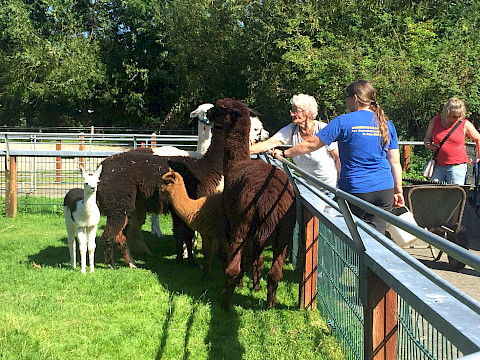Tierpark Westküstenpark am 20.08.2023: Entspannter Alpakatag mit vielen Besuchern!