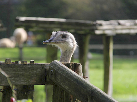 Tierpark Westküstenpark am 15.10.2023: Fotos von unserem Kürbisfest