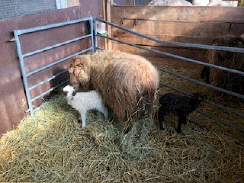 Tierpark Westküstenpark Schleswig-Holstein