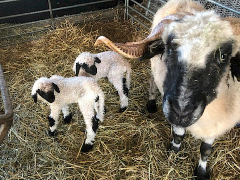 Tierpark Westküstenpark Schleswig-Holstein