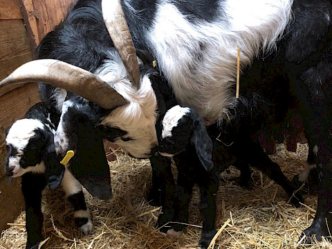 Tierpark Westküstenpark am 13.06.2024: Owamboziegennachwuchs