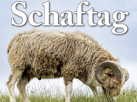 Tierpark Westküstenpark am 09.06.2024: Unser traditioneller Schaftag am 23.06.24 von 11.00 Uhr bis 17.00 Uhr.