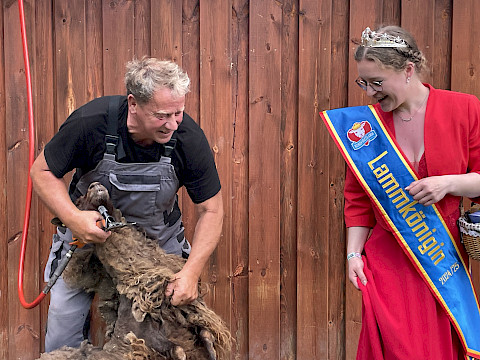 Tierpark Westküstenpark am 23.06.2024: Über 20 Schafe wurden geschoren!