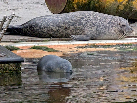 Tierpark Westküstenpark am 17.07.2024: Seehundbaby Olliv ist da! :-)))