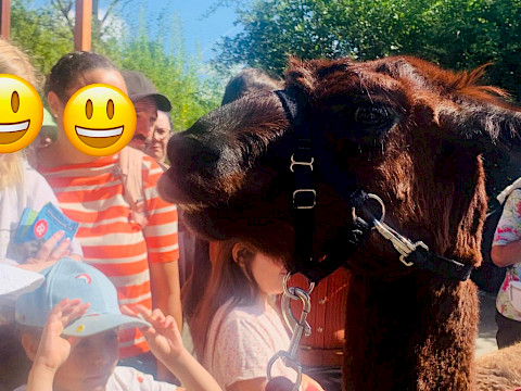 Tierpark Westküstenpark am 11.08.2024: Toller Alpakatag!
