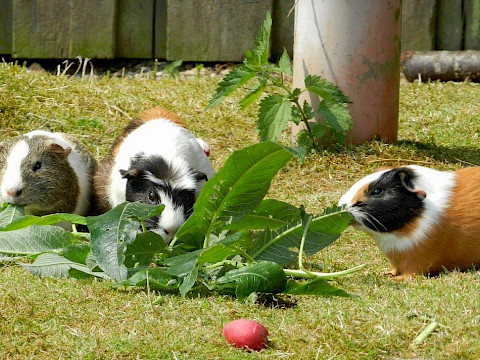 Tierpark Westküstenpark Schleswig-Holstein