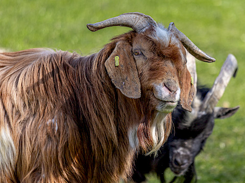 Tierpark Westküstenpark Schleswig-Holstein