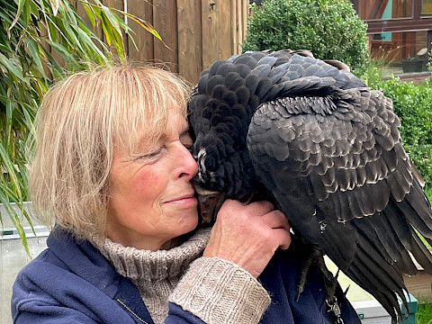 Tierpark Westküstenpark am 10.11.2024: Truthahngeierchen Loki - heimlicher Superstar!
