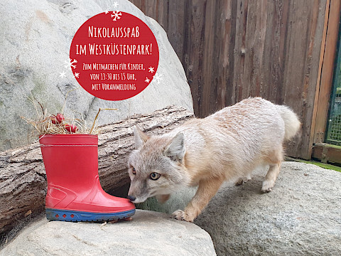 Tierpark Westküstenpark am 25.11.2024: Nikolausspaß im Westküstenpark