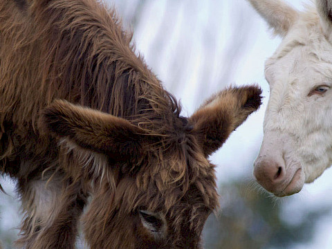 Tierpark Westküstenpark am 02.12.2024: Unser Adventsgewinnspiel ist gestartet....