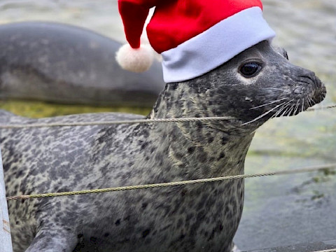 Tierpark Westküstenpark am 06.12.2024: HAPPY NIKOLAUS!