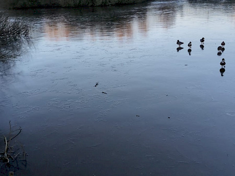 Tierpark Westküstenpark am 12.01.2025: Bitte die Eisflächen nicht betreten!