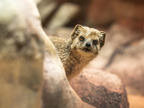 Tierpark Westküstenpark Schleswig-Holstein
