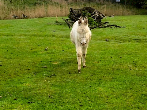 Tierpark Westküstenpark am 14.10.2024: Barockesel