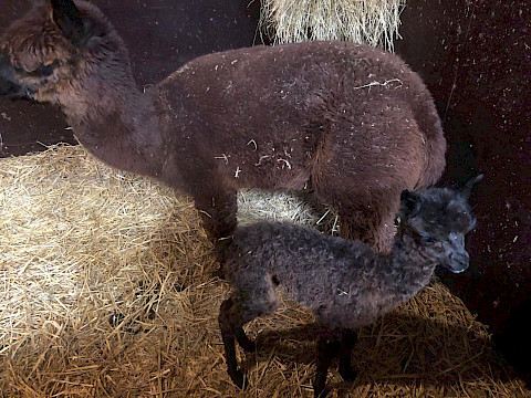 Tierpark Westküstenpark Schleswig-Holstein