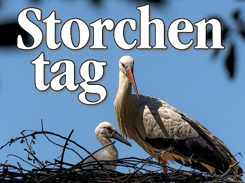 Tierpark Westküstenpark am 29.05.2025: 01. Juni | Tag der Störche im WKP