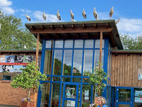 Tierpark Westküstenpark am 13.06.2025: Allabendliches Abschiedsritual im Westküstenpark!
