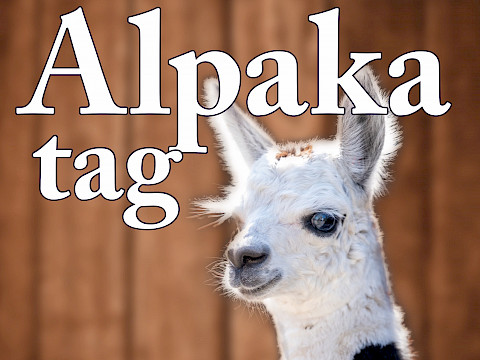 Tierpark Westküstenpark am 28.06.2025: 06. Juli | 11.00 Uhr bis 17.00 Uhr Alpakatag