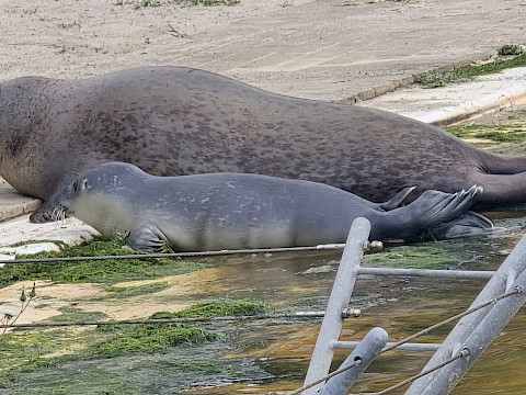 Tierpark Westküstenpark Schleswig-Holstein