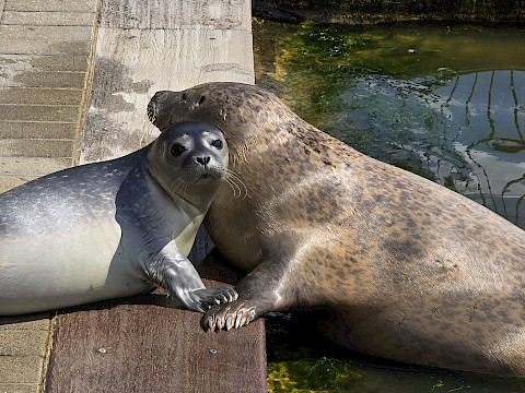 Tierpark Westküstenpark Schleswig-Holstein