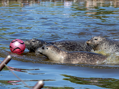 Tierpark Westküstenpark am 12.03.2026: Wieder täglich geöffnet von 09.30 Uhr – 17.00 Uhr